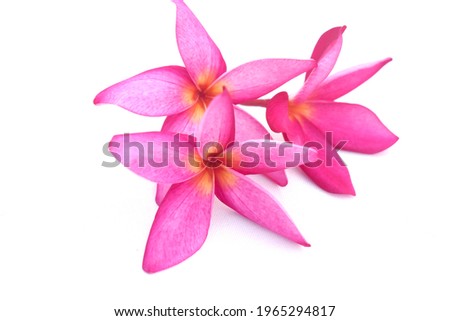 Plumeria flowers, isolated on a white background, are ideal for presentations.