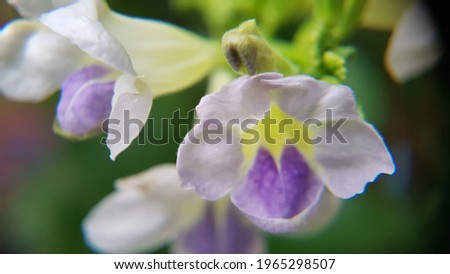 close up of violet flower petals. Vintage style image