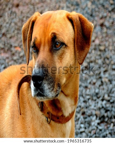 A Rhodesian Ridgeback dog portrait outdoor.