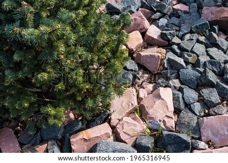 Green spruce grows on granite stones. Alpine natural background. Сopy space. 