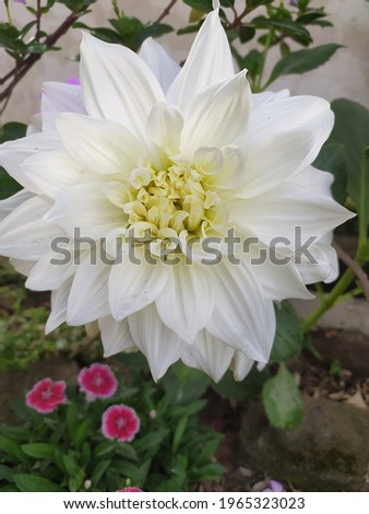 this is image of daliya flower of white and yellow colour which grows in winter season