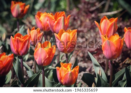 Ornage and pink single triumph tulip 'Princess Irene' in flower Royalty-Free Stock Photo #1965335659