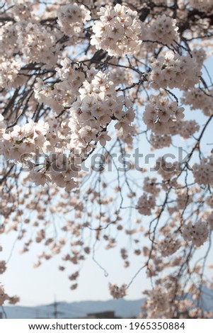 White Cherry blossoms in full bloom. A korea spring scene