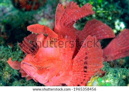 A picture of a poisonous scorpionfish resting on the bottom