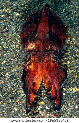 A picture of a beautiful flamboyant cuttlefish