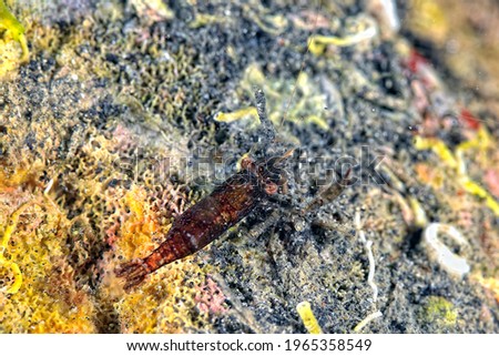 A picture of a transparent brown shrimp on the bottom