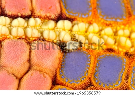 A picture of a tiny sea cucumber crab on a starfish