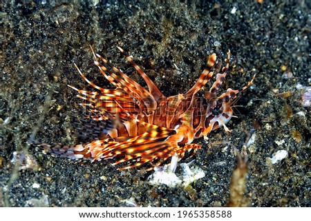 A picture of the dangerous lionfish swimming in the coral reef