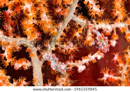 A tiny pygmy seahorse hidden in the coral