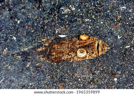A picture of an scary stargazer hidden in the sand