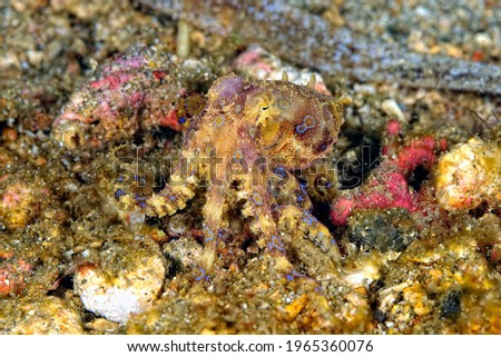 A picture of a beautiful and dangerous blue ring octopus
