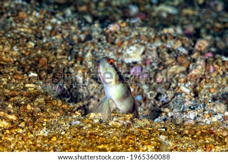 A picture of a diagonal shrimp goby in the sand