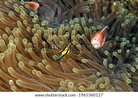 A picture of a beautiful cardinal fish