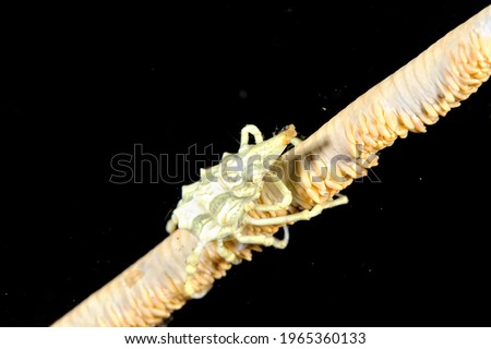 A picture of a beautiful coral whip spider crab