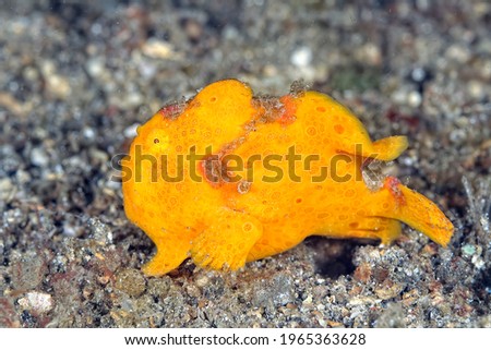 A picture of a colored frog fish on the bottom