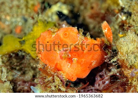 A picture of a colored frog fish on the bottom