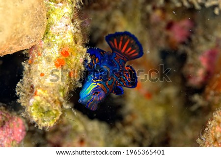 A picture of a mandarin fish swimming in the coral