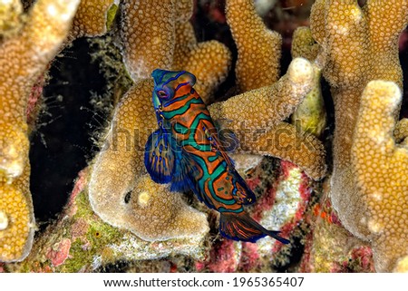 A picture of a mandarin fish swimming in the coral