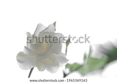 Closeup white gardenia flower isolated on white background.