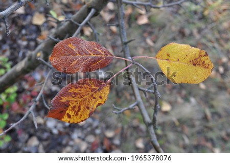 Last autumn leaves on a tree branch in the park
