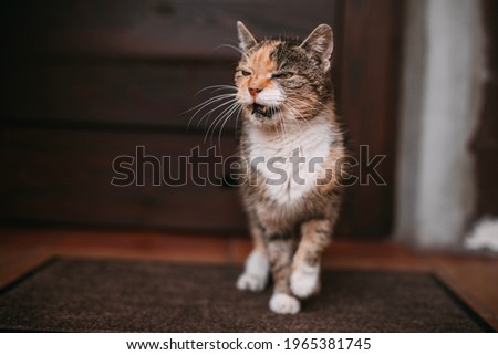 the cat meows in front of the door, the cat wants to enter the house Royalty-Free Stock Photo #1965381745