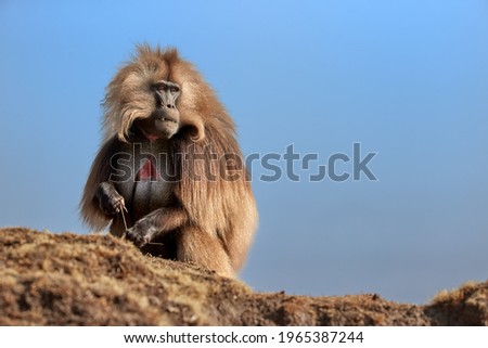 Hairy monkey Gelada Baboon - Theropithecus gelada isolated against blue sky. Beautiful, high mountaneos endemic primate, wild animal from unesco site Simien mountains. Traveling Ethiopia.