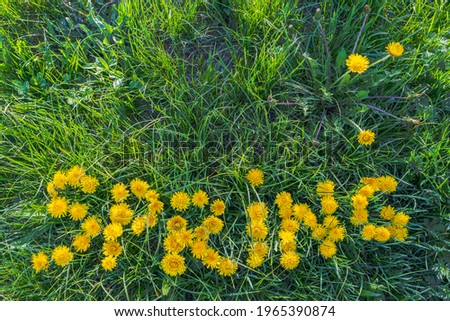 The word spring on the grass of yellow dandelions. Fun creative concept