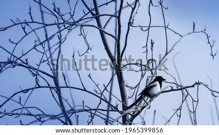 Bird sitting in a tree during a cold winter day. 