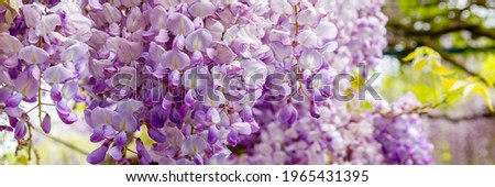 Wisteria flowers in garden, close up. Chinese Wisteria ( Fabaceae Wisteria sinensis ) blossoms in sunny day, banner. Lila Wisteria bloom
