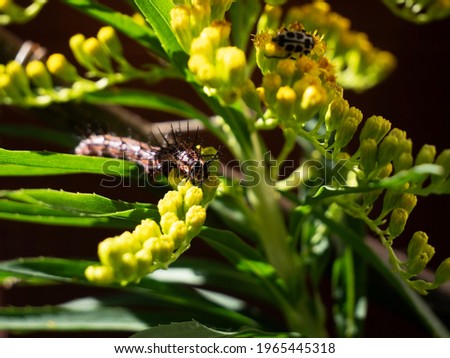 Macro of caterpillar climbing on stem. Larvae of the leaf on plant. Selective focus.