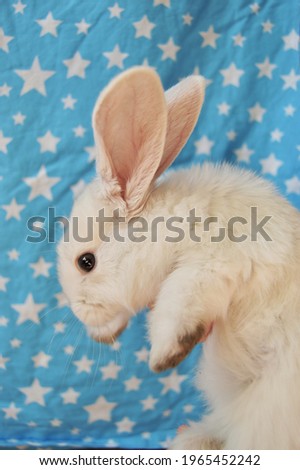 rabbit ears fluffy alive sweet beautiful  white blue