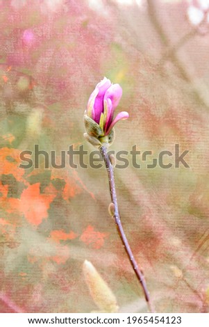 A branch of blooming magnolia in soft pastel colors.