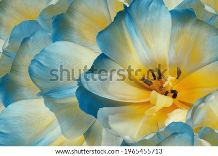 Tulips flowers  yellow-blue.  Floral background.  Close-up. Nature. Royalty-Free Stock Photo #1965455713