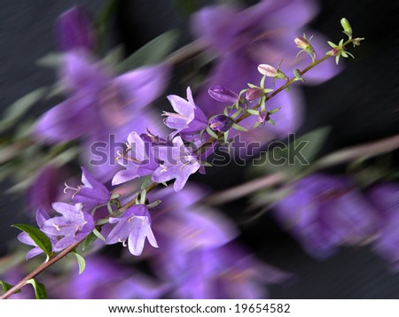 violet flowers Royalty-Free Stock Photo #19654582