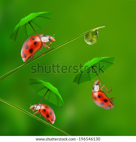 Funny picture from nature. Little ladybugs with umbrella jumping down to the grass. 