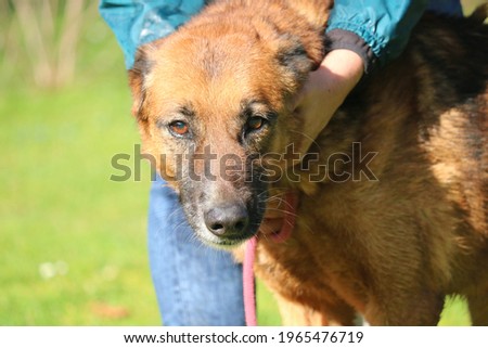 
Dog orange in color in the middle of the herbs and held by a man