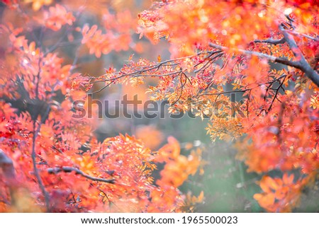 Leaves color change, Autumn leaves in Yamagata Japan, Colorful leaves. Red Japanese maple tree. Autumn leaves. Japan tourist attractions.Japan autumn season.best places in Japan.