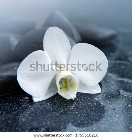 White orchid flower and stone with water drops isolated