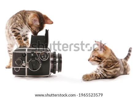 Bengal kitten taking a photograph of another kitten isolated on a white background