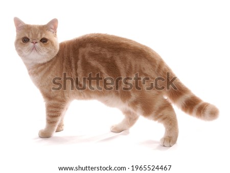 cream and ginger  tabby Exotic shorthair adult cat
standing in a studio isolated on a white background