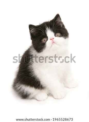 black and white exotic shorthair kitten Portrait in a studio isolated on a white background