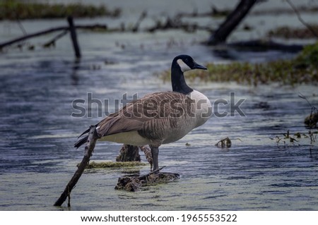 A proud Goose is enjoying the cool waters of the swamp.