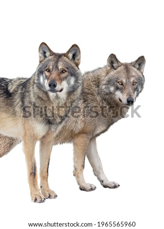 wolf and she-wolf isolated on white background