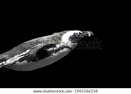 Penguin on black background isolated in close-up