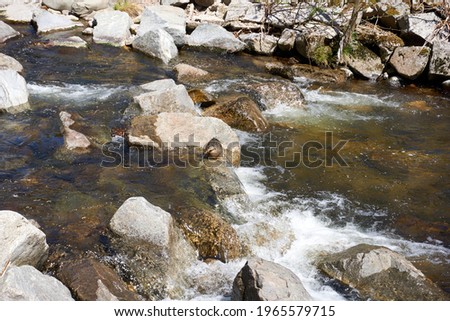 beautiful duck in a small stream with stones