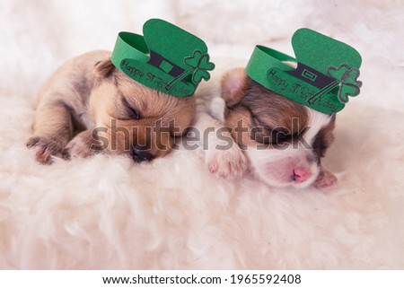 Cute little Dogs with Saint Patrick's Day.