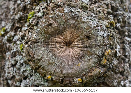 Wood bark texture tree bracnh after it has been cut down for long time