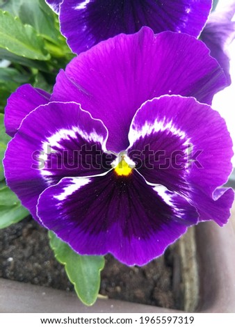 Purple pansy on my flowerbed.