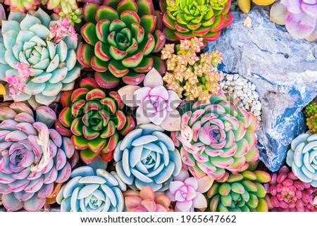 Miniature succulent plants (succulent cactus) at the garden Royalty-Free Stock Photo #1965647662