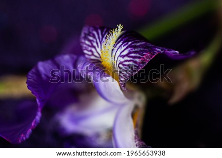 Iris blossom. Details taken using macro photography.